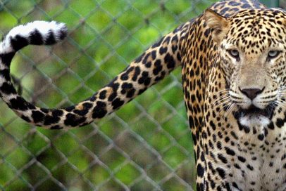 Leopard