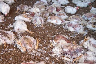dead-chickens
