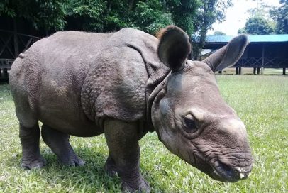 SaurahaGaidaa SaurahaGaidaa