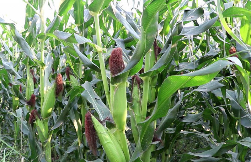 Corn Maize Corn Maize