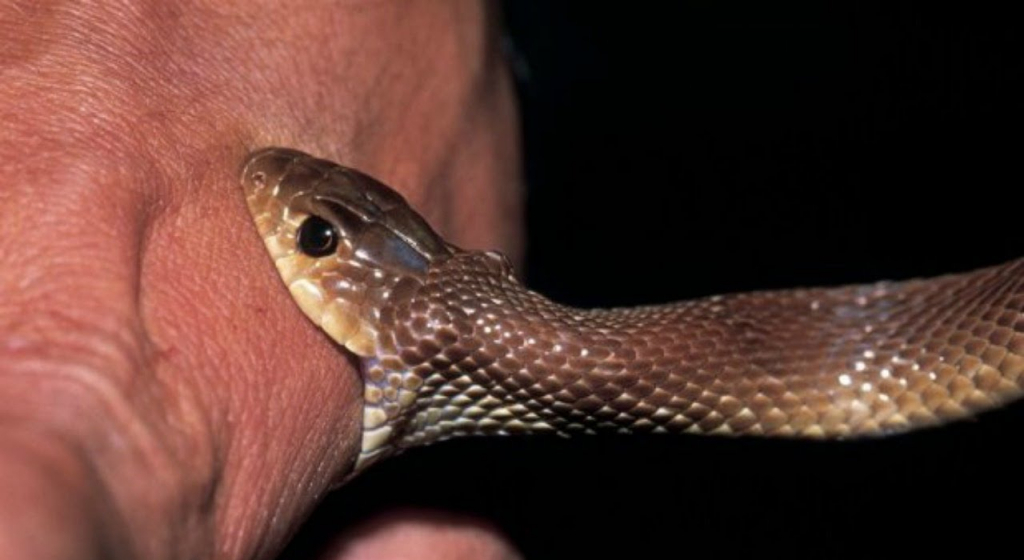 snake_bite1680572309_large snake_bite1680572309_large