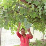 लुप्राङमा अङ्गुरखेतीको परीक्षण सफल